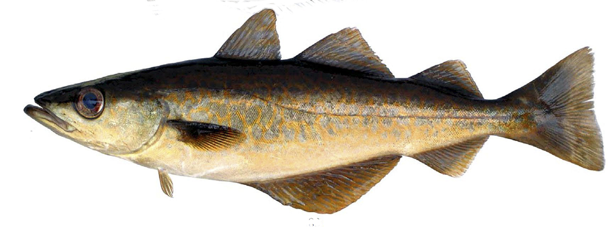 Pollachius pollachius_2524